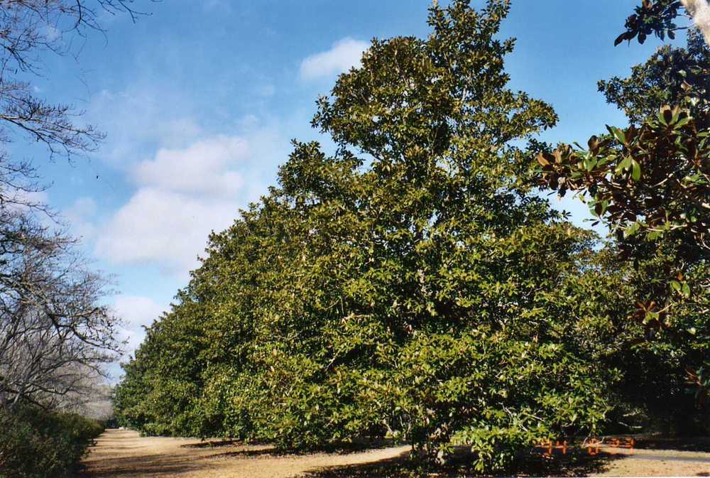 Photo of Southern Magnolia (Magnolia grandiflora) uploaded by ILPARW