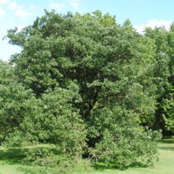 Location: Tyler Arboretum in southeast PA near Media
Date: 2011-08-24
full-grown tree in summer