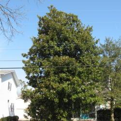 Location: Rehoboth Beach, Delaware
Date: 2007-03-01
mature tree in yard