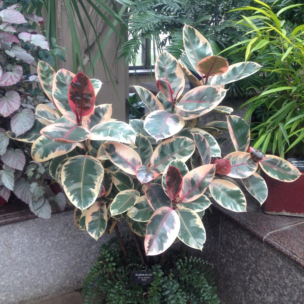Photo of Variegated Rubber Tree (Ficus elastica 'Ruby') uploaded by csandt