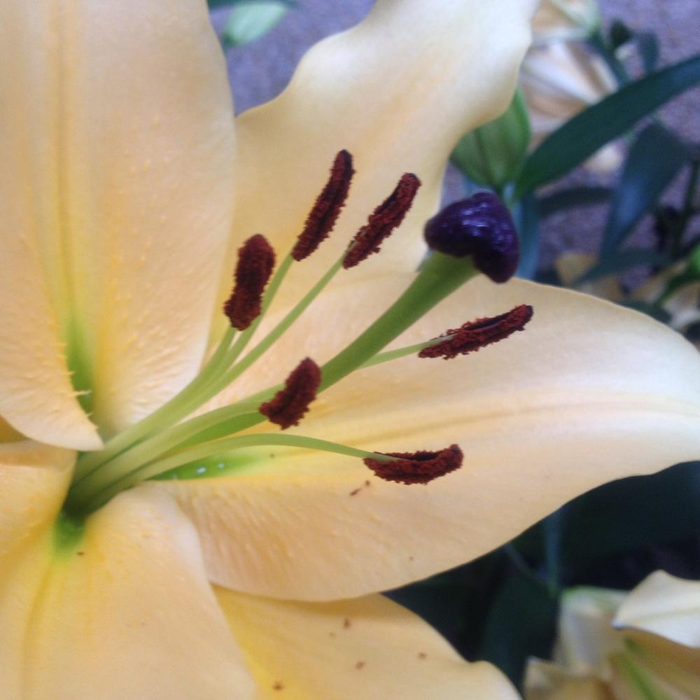 Photo of Lily (Lilium 'Corcovado') uploaded by csandt