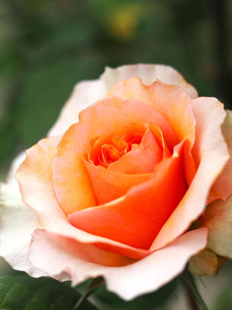 Photo of Rose (Rosa 'Versigny') uploaded by robertduval14