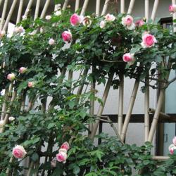 Location: English Rose garden of Ofusa-Kannon
photo credit: Hamachidori
