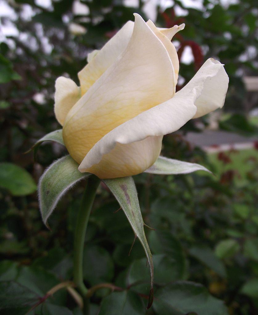 Photo of Rose (Rosa 'Whisper') uploaded by robertduval14