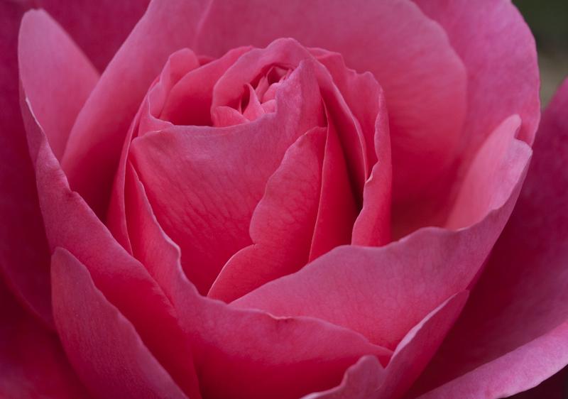 Photo of Rose (Rosa 'Line Renaud') uploaded by robertduval14