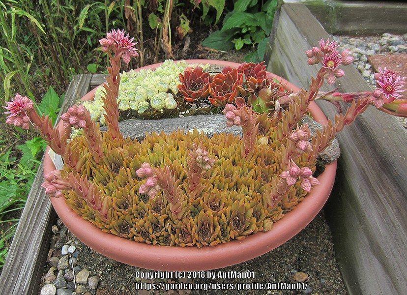 Photo of Hen and Chicks (Sempervivum 'Nouveau Pastel') uploaded by AntMan01