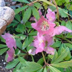 Location: Nora's Garden - Castlegar, B.C.
Date: 2015-11-05
White blossoms have faded entirely to pink. New white buds will c