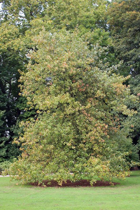 Photo of Blackjack Oak (Quercus marilandica) uploaded by RuuddeBlock