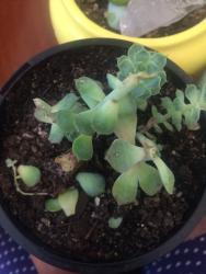 Thumb of 2018-01-31/catsandplants/9a4304