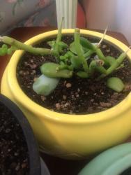 Thumb of 2018-01-31/catsandplants/ababa1