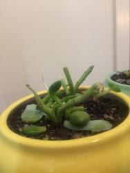 Thumb of 2018-01-31/catsandplants/c83339