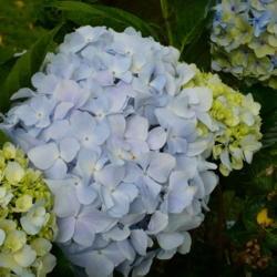 Location: Kula Botanical Garden, Maui 
Date: 2015-05-17
 - The light blue Hydrangea blossom in the center, was as big as 