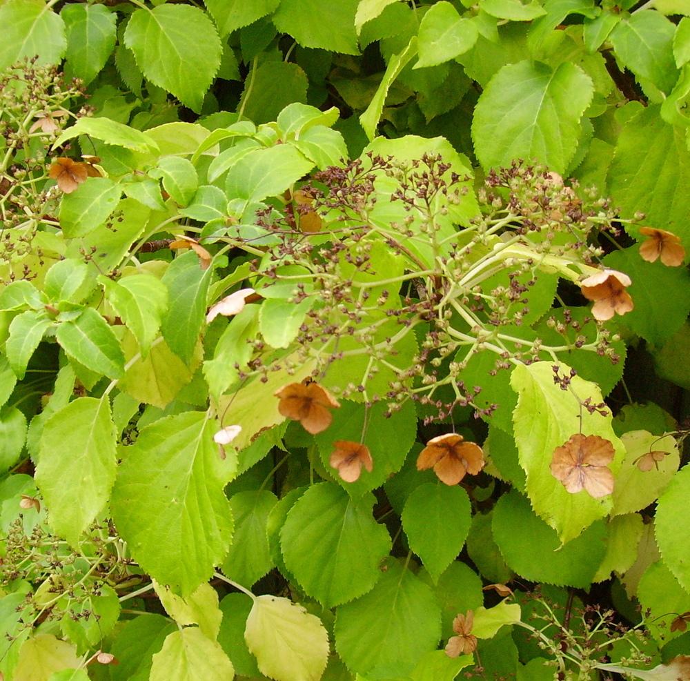 Photo of Climbing Hydrangea (Hydrangea anomala subsp. petiolaris) uploaded by HemNorth