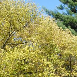 Location: Tyler Arboretum in southeast PA near Media
Date: 2011-11-02
autumn foliage