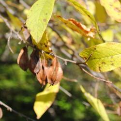 Location: Tyler Arboretum in southeast PA near Media
Date: 2011-11-02
brown fruit in autumn