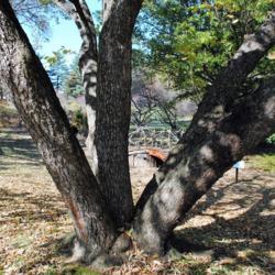 Location: Tyler Arboretum in southeast PA near Media
Date: 2011-11-02
trunks of old tree