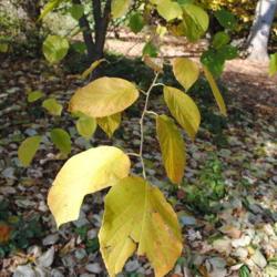 Location: Tyler Arboretum in southeast PA near Media
Date: 2011-11-02
fall leaves