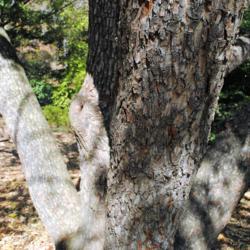 Location: Tyler Arboretum in southeast PA near Media
Date: 2011-11-02
bark of trunks