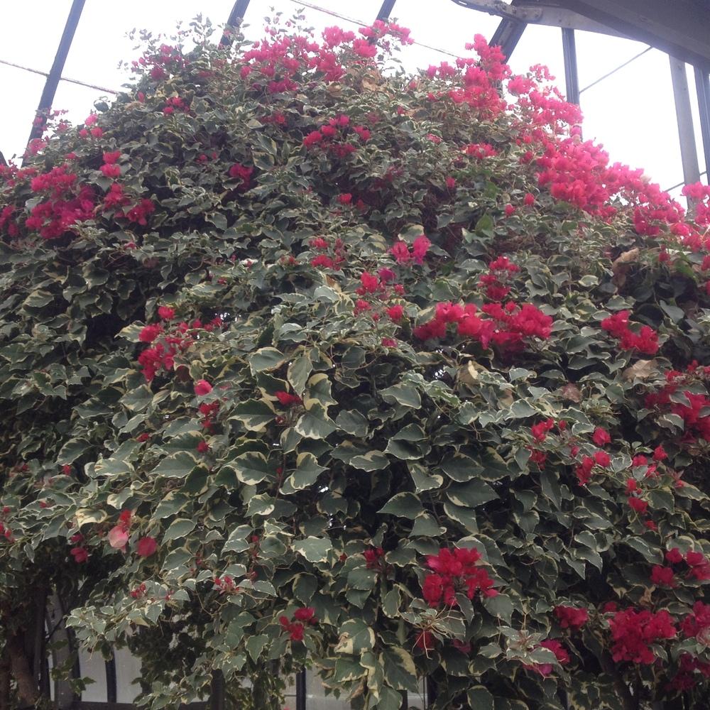 Photo of Bougainvillea 'Raspberry Ice' uploaded by csandt