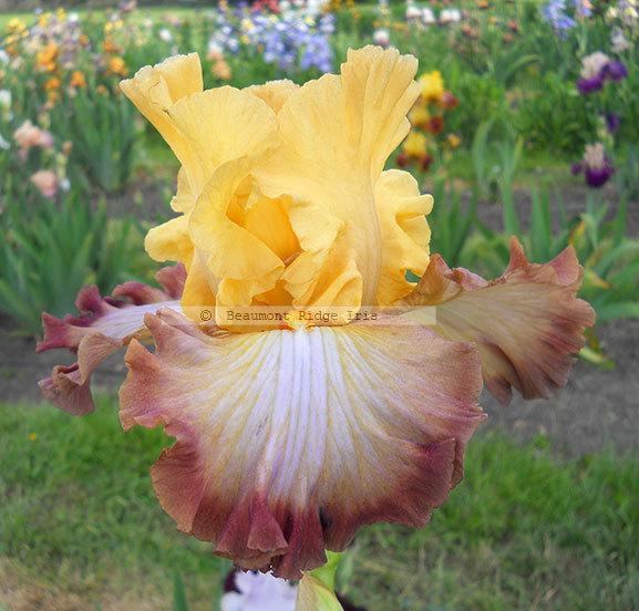 Photo of Tall Bearded Iris (Iris 'Modern Drama') uploaded by TBMan