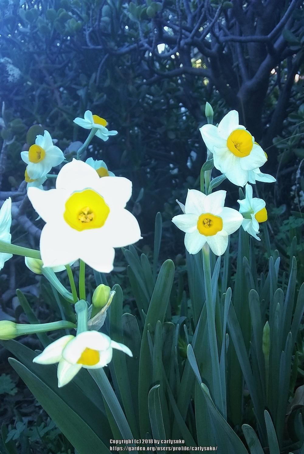 Photo of Daffodils (Narcissus) uploaded by carlysuko