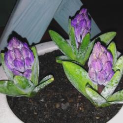 Location: Coastal San Diego County 
Date: 2018-02-01
Hyacinth's getting ready to bloom!