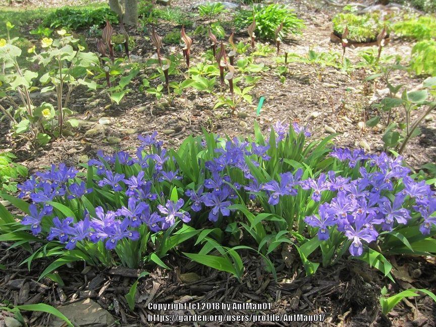 Photo of Species Iris (Iris cristata 'Shenandoah Skies') uploaded by AntMan01