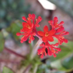 Location: Baja California
Date: 2018-02-02
Female blooms