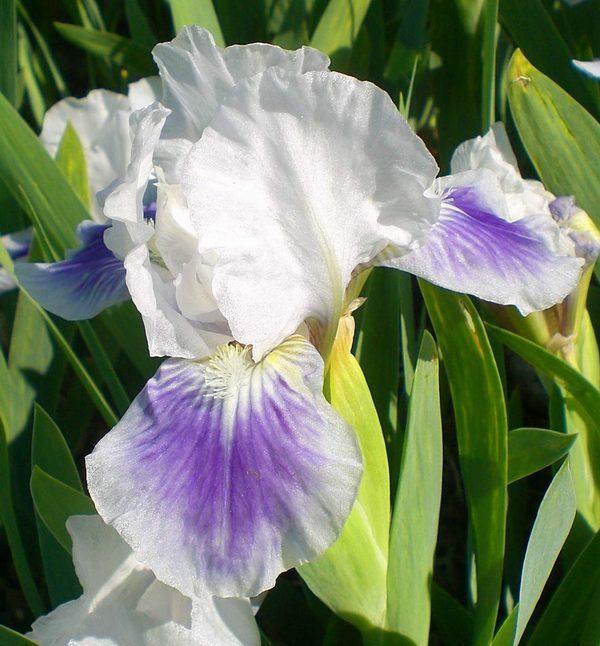 Photo of Standard Dwarf Bearded Iris (Iris 'Boo') uploaded by IrisP