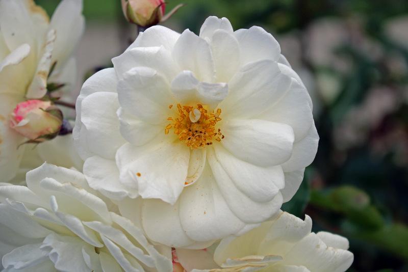 Photo of Hybrid Musk Rose (Rosa 'Prosperity') uploaded by RuuddeBlock