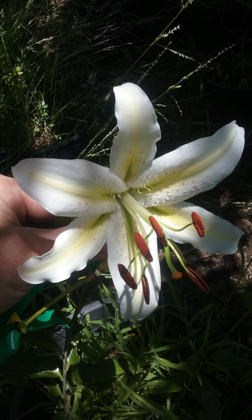 Photo of Lily (Lilium 'Cam Alpha') uploaded by gwhizz