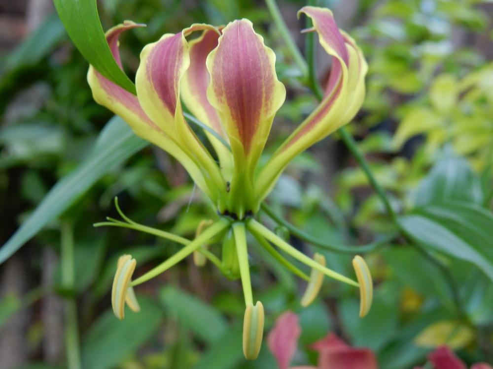Photo of Gloriosa Lily (Gloriosa carsonii) uploaded by tofitropic