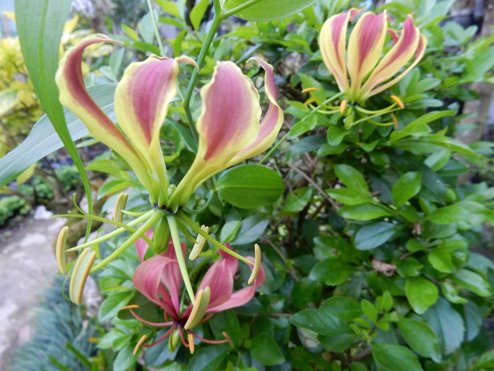 Photo of Gloriosa Lily (Gloriosa carsonii) uploaded by tofitropic