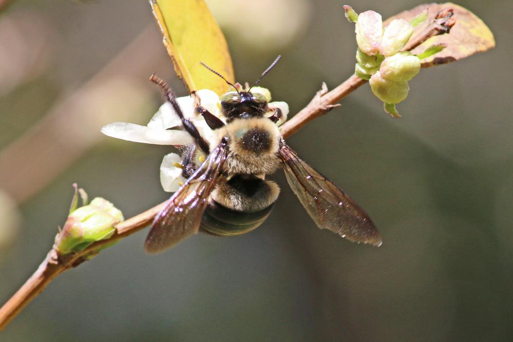 Photo of Winter Honeysuckle (Lonicera fragrantissima) uploaded by GrammaChar