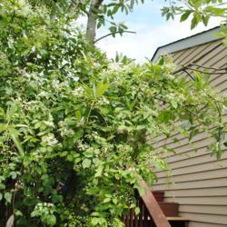 Location: Downingtown, Pennsylvania
Date: 2016-08-05
vine on Sweetbay Magnolia at deck