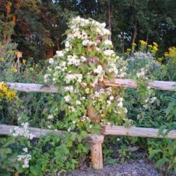 Location: Neenah, Wisconsin (Wild Ones Headquarters)
Date: mid-August 2012
vine in bloom on fence