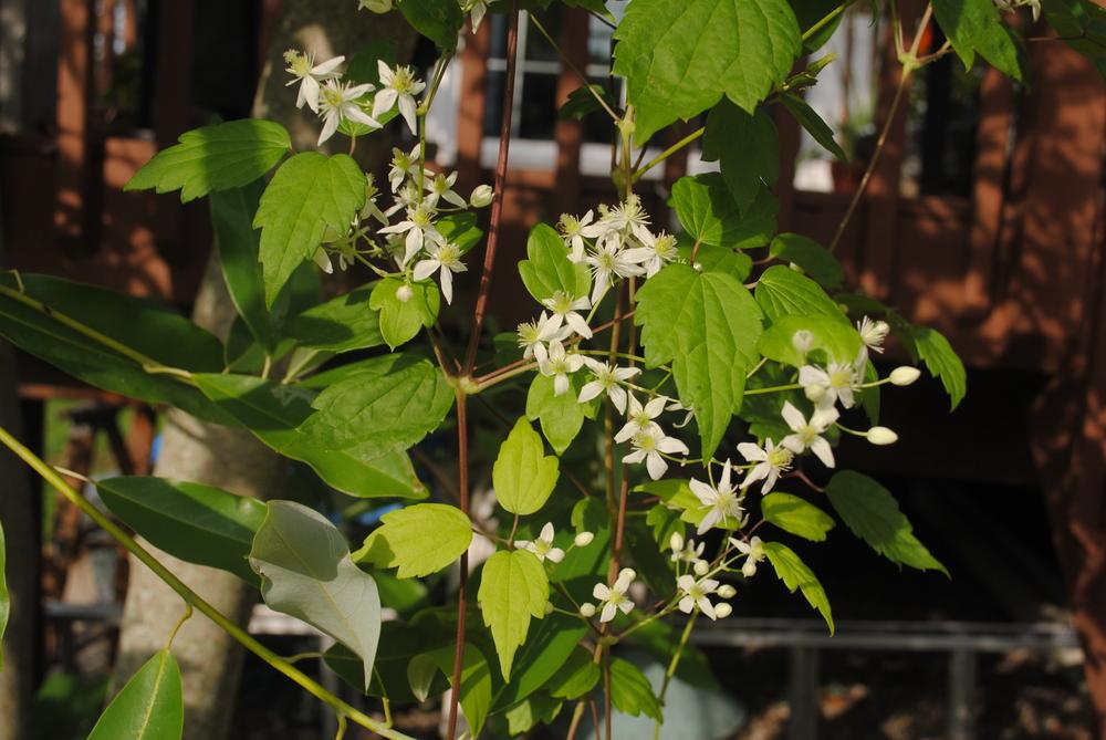 Photo of American Virgin's Bower (Clematis virginiana) uploaded by ILPARW