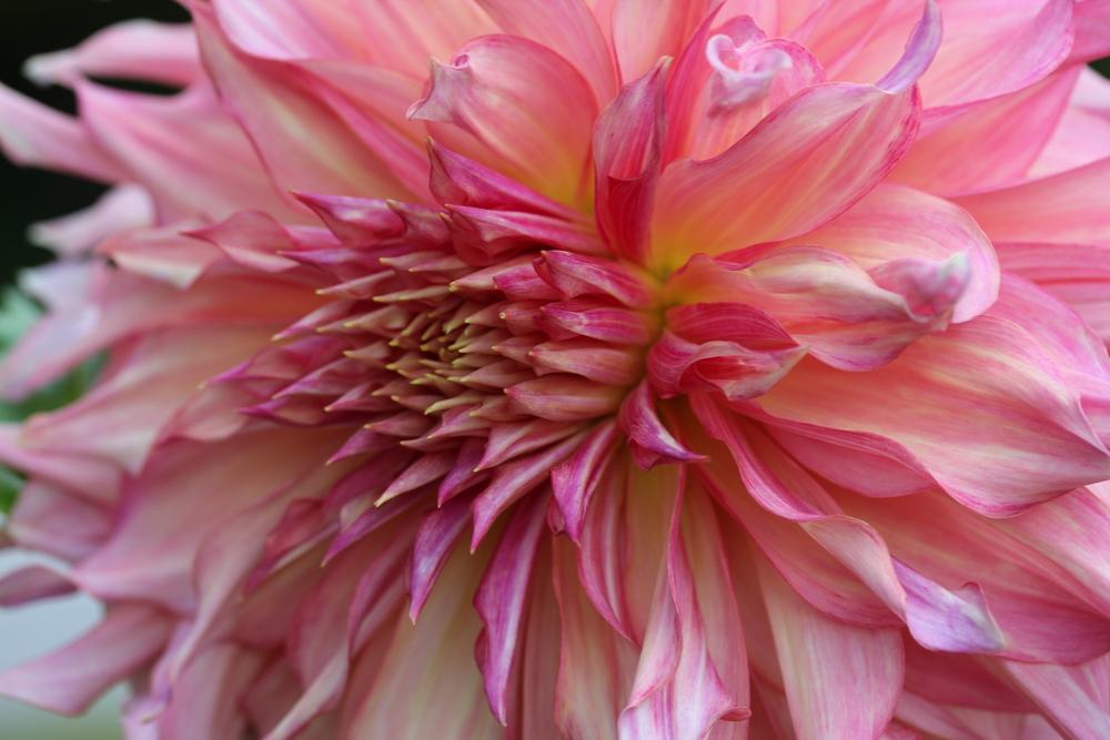 Photo of Dahlia 'Penhill Watermelon' uploaded by Lucichar