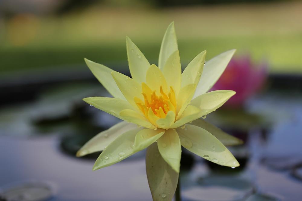 Photo of Hardy Water Lily (Nymphaea 'Marliacea Chromatella') uploaded by Lucichar