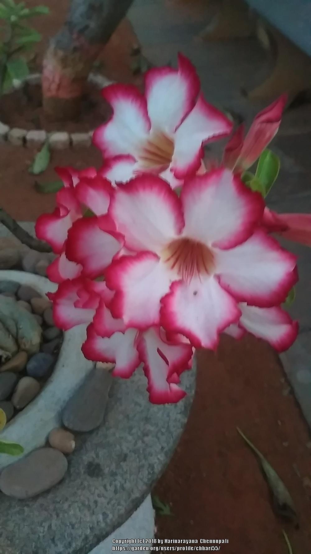 Photo of Desert Rose (Adenium obesum subsp. swazicum) uploaded by chhari55