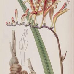 
Drawing by W. Hebert from Edwards’s Botanical Register, vol. 24
