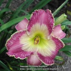 Thumb of 2018-02-05/daylilly99/19352d