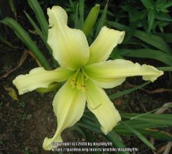 Thumb of 2018-02-05/daylilly99/6c4426