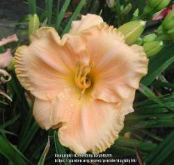Thumb of 2018-02-05/daylilly99/7ca159