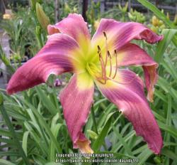 Thumb of 2018-02-05/daylilly99/a94057