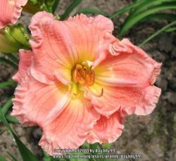Thumb of 2018-02-05/daylilly99/f08c42