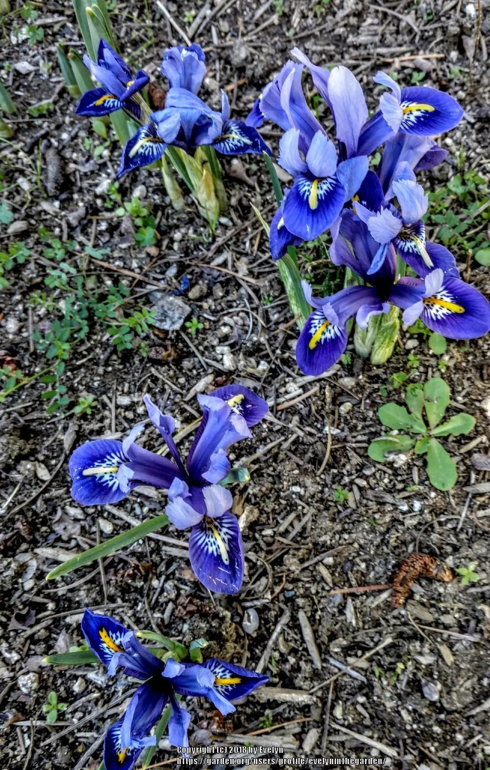 Photo of Reticulated Iris (Iris reticulata 'Harmony.') uploaded by evelyninthegarden