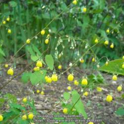 Location: Massachusetts garden
Date: May 3, 2010
small spurless thimble-like flowers, on tall slunder stems