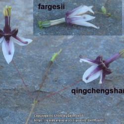 Location: Massachusetts garden
Date: May 7, 2013
diagnostic comparison between qingchengshanense and the related f