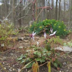 Location: Massachusetts garden
Date: May 3, 2015
flower stem, with buds and open flowers
